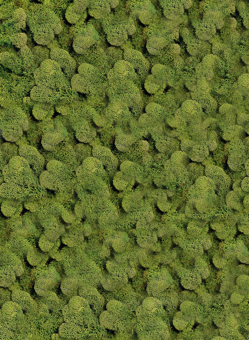 spring green moss 