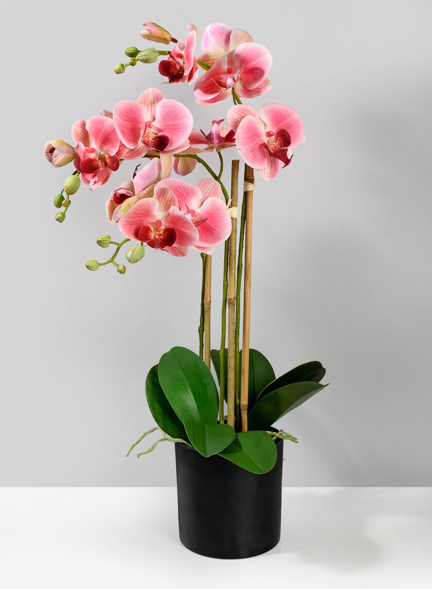 Pink Phalaenopsis Orchid In a Pot