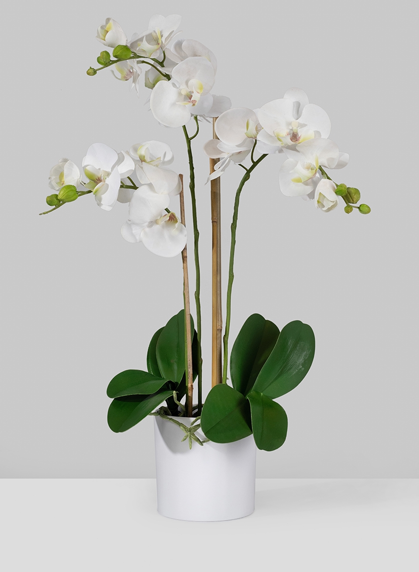 3 White Phalaenopsis Orchids In Pot