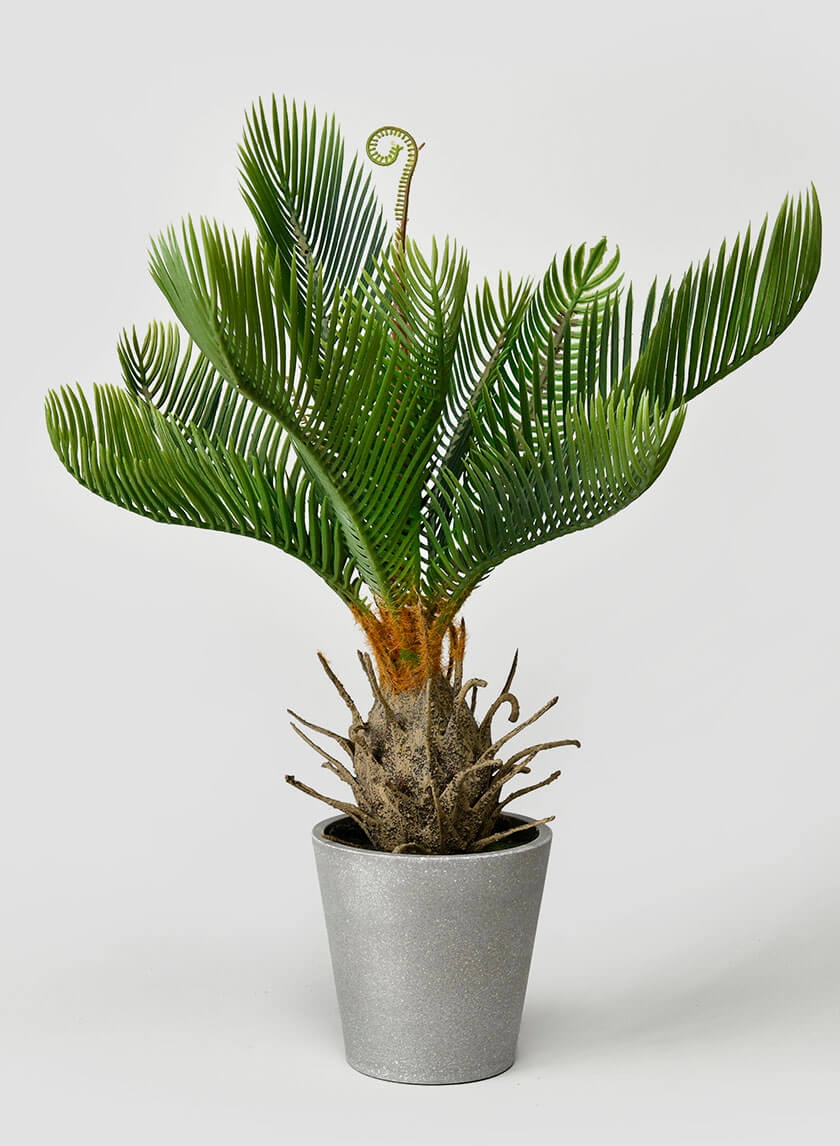 17in Cycad