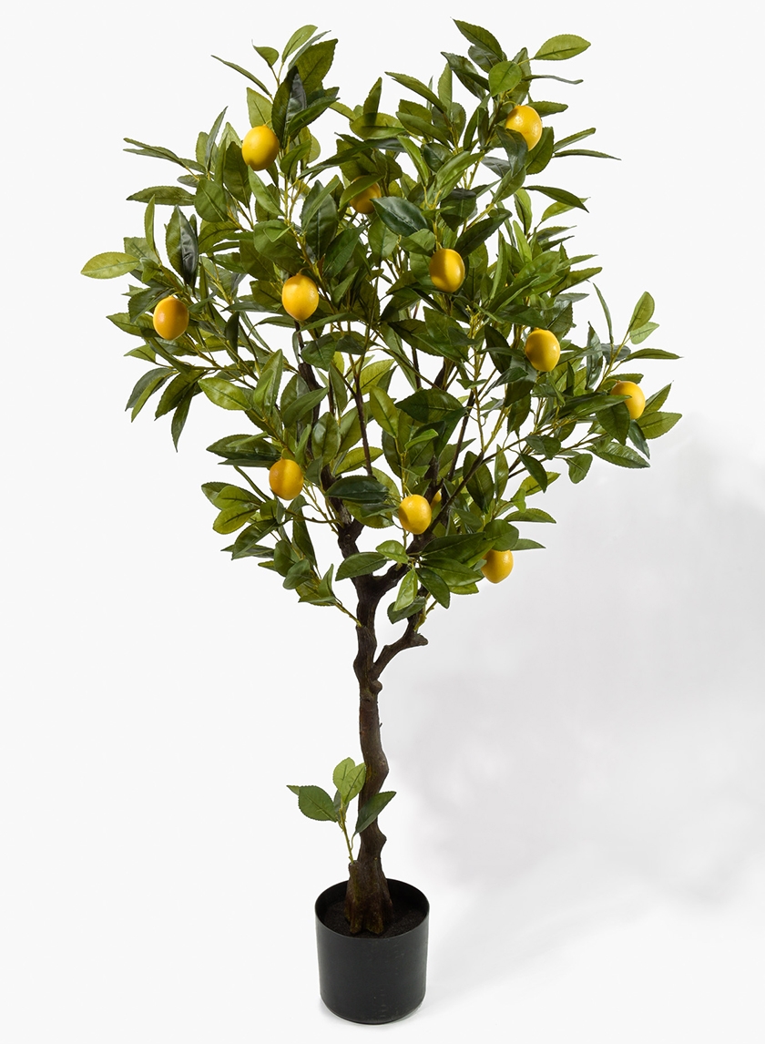 47in Lemon Tree
