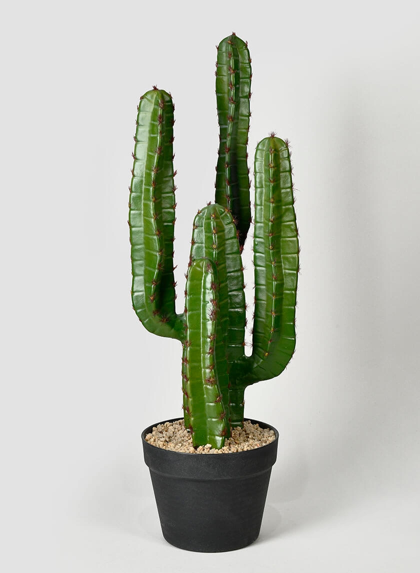 26in Candelabra Cactus Plant