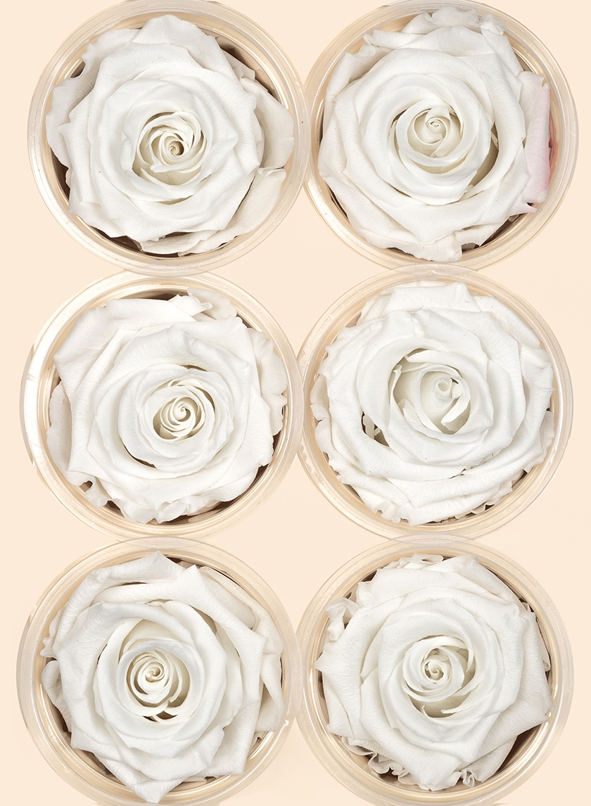 Preserved Angelical White Rose, Set of 6
