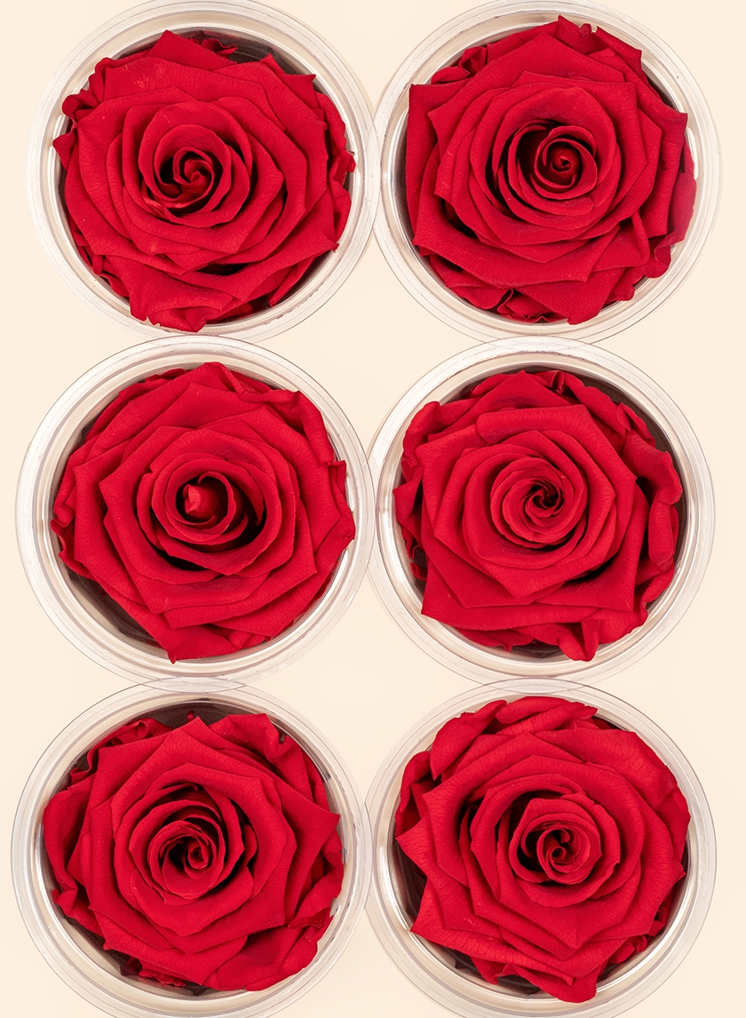 Preserved Red Rose, Set of 6