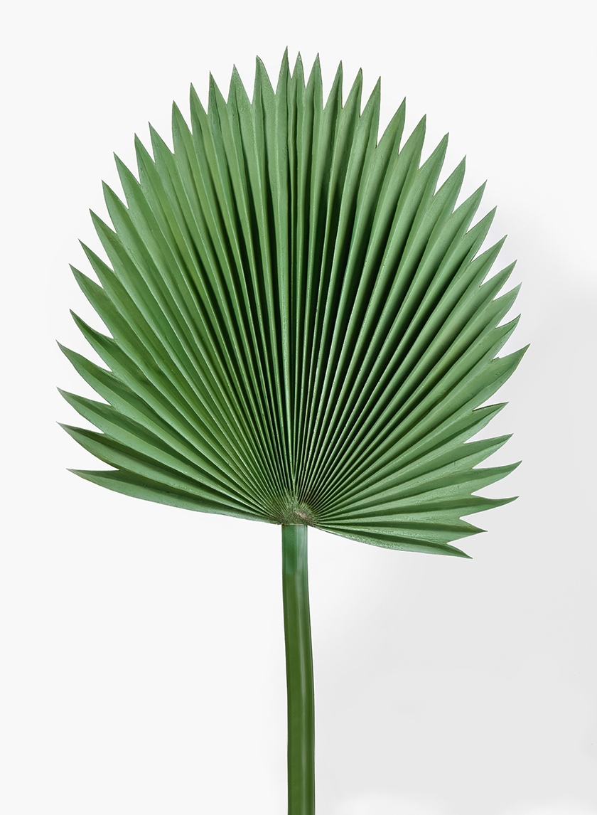 47in Ruffled Fan Palm Leaf