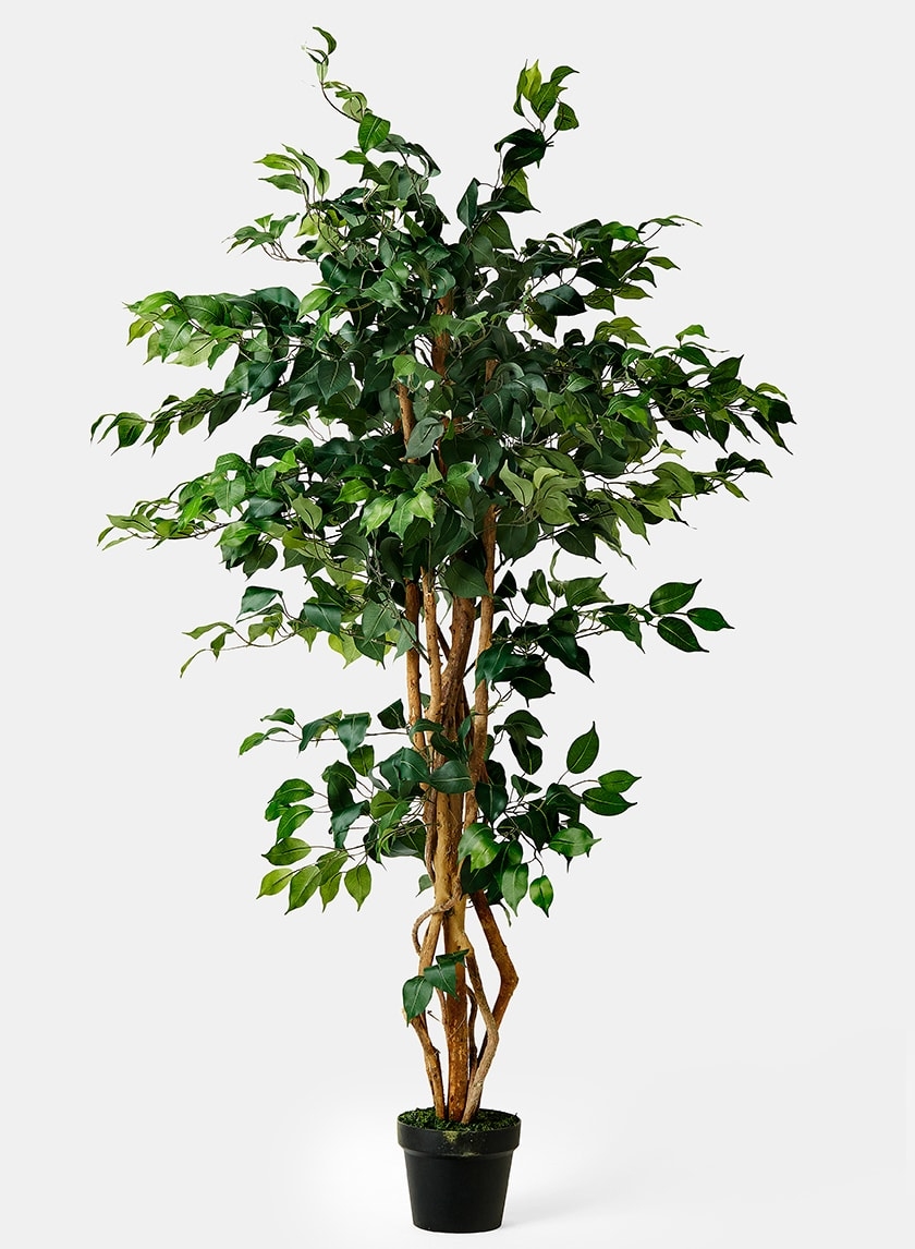 5ft Artificial Ficus Tree Shop Faux Ficus Trees & Plants