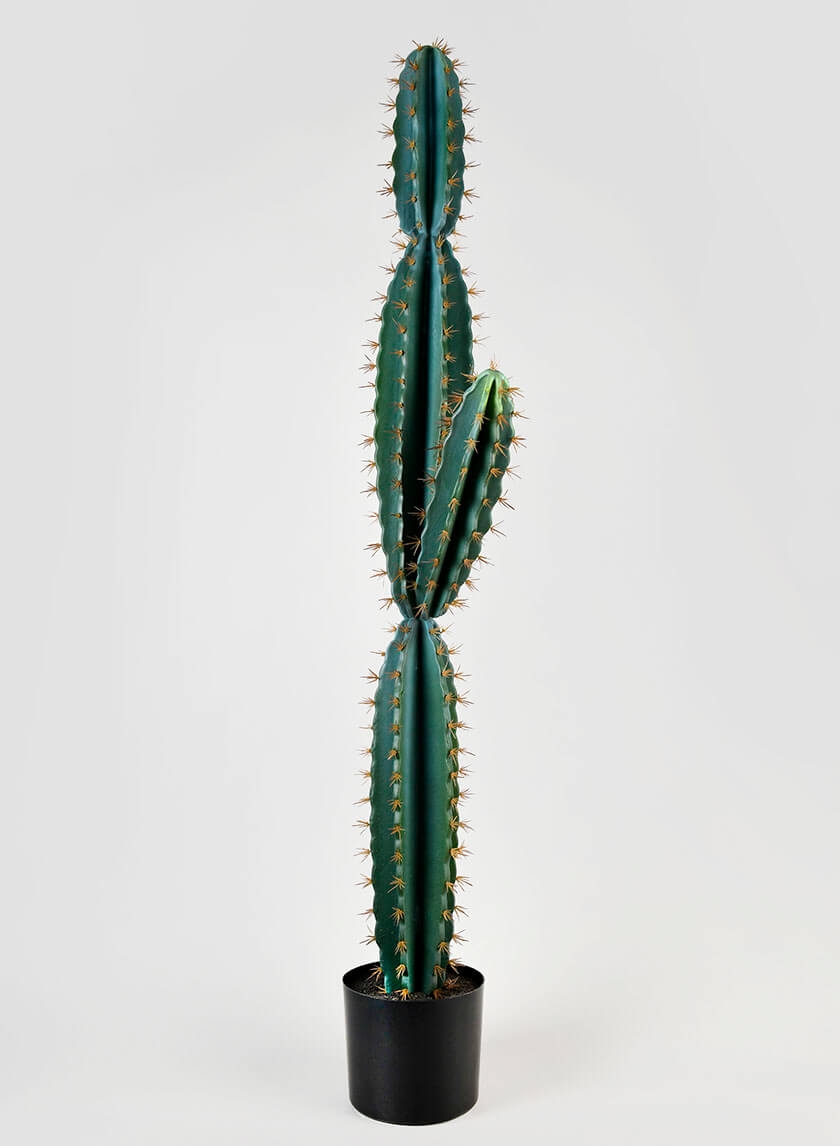 51in Blue Torch Cactus