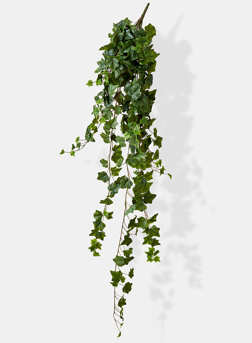 english ivy hanger
