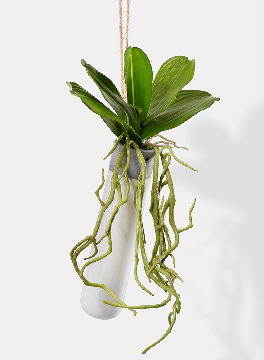 orchid plant and roots in cement hanging tube