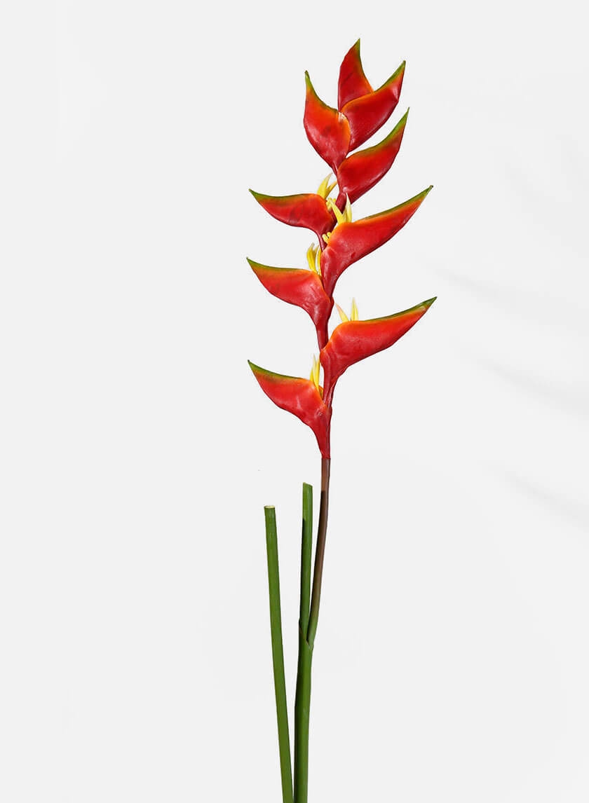 47in Heliconia
