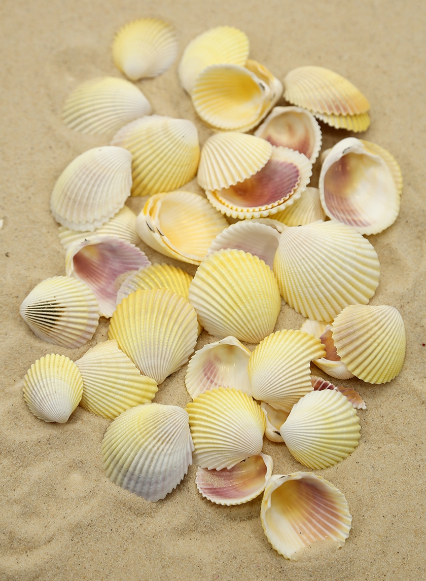 WHITE COCKLES