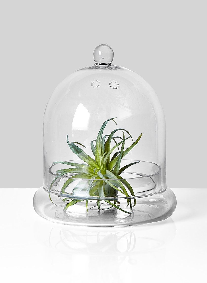 9 ½in Glass Terrarium