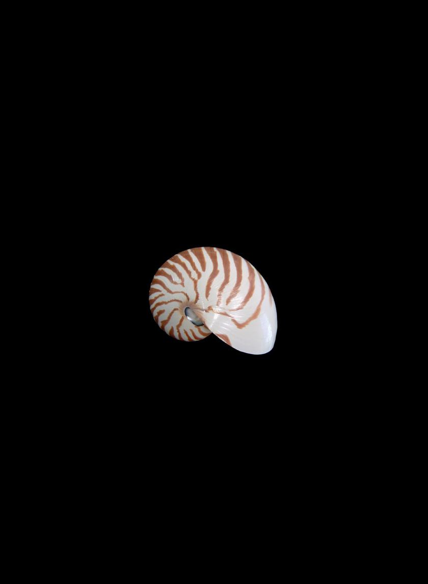 6in Tiger Natural Nautilus