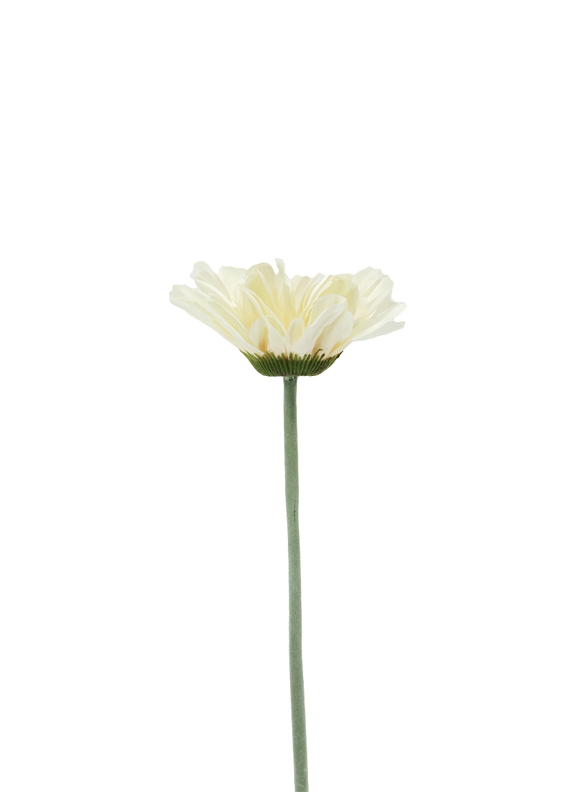 31in Large Cream Gerbera