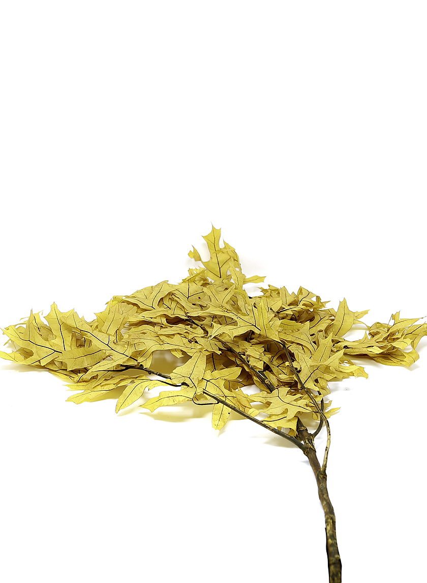 Transparent Yellow Oak Leaves