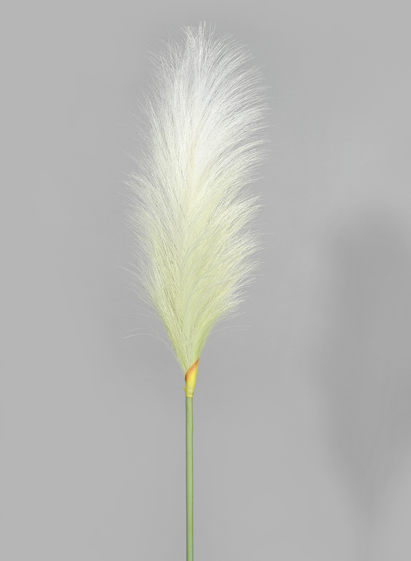 35in Pampas Grass