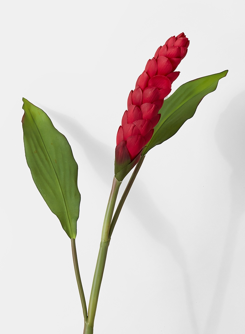 blooming red ginger flower tropical flower arrangement