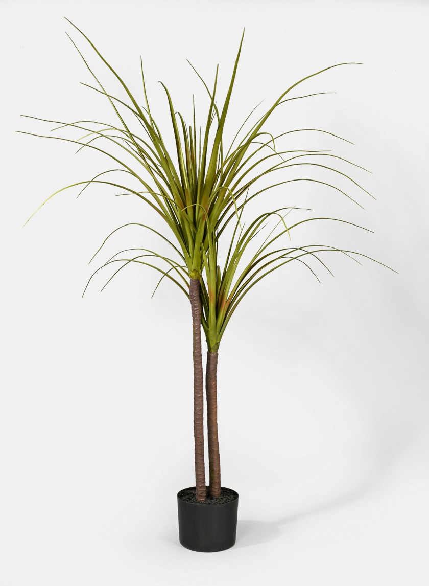 43in Dracaena Plant