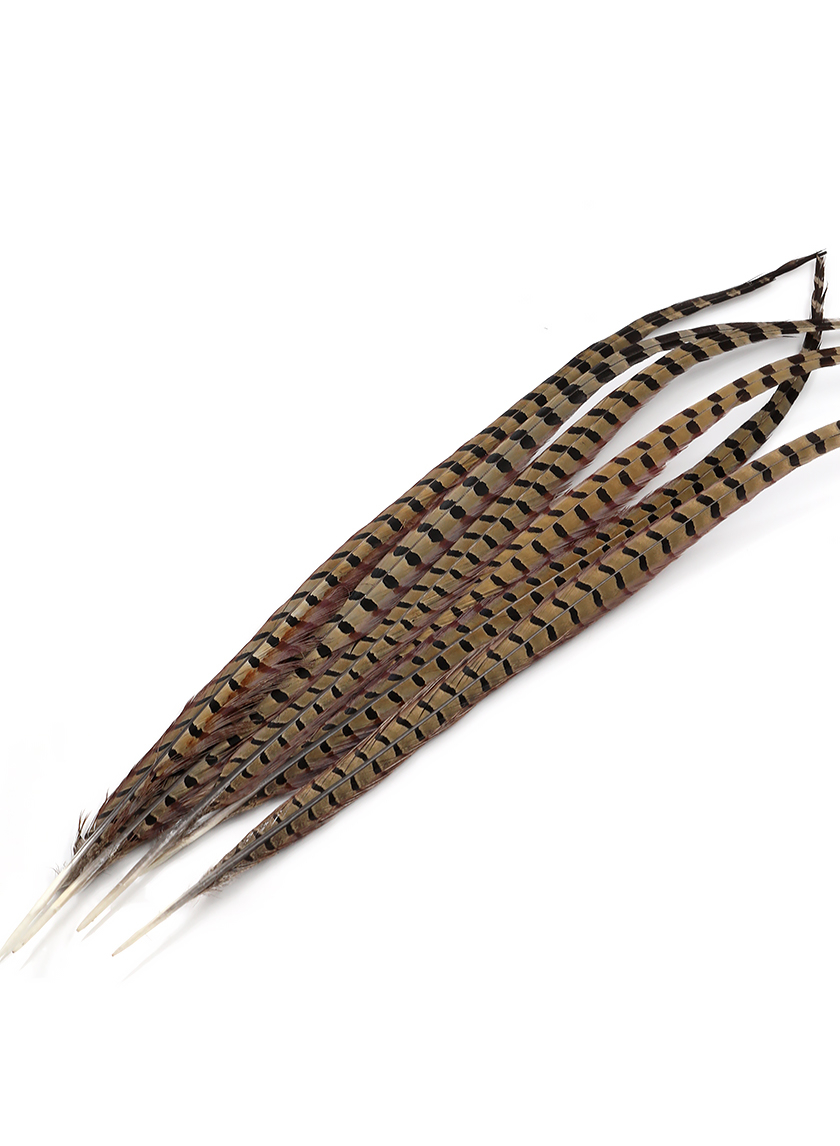 24-26in Natural Ringneck Pheasant Tail, Set of 6