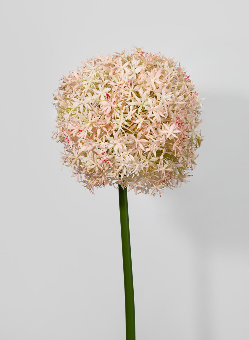 35 ½in Giant Allium