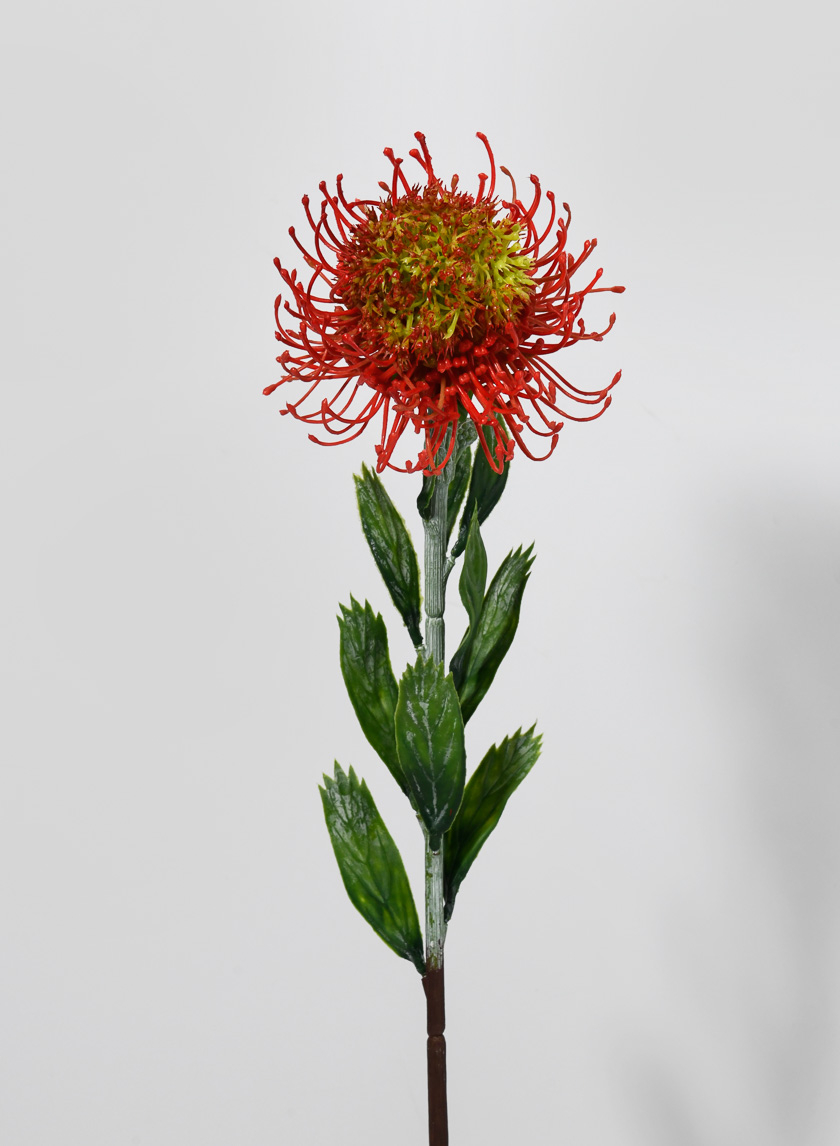 23 ½in Blooming Protea Spray