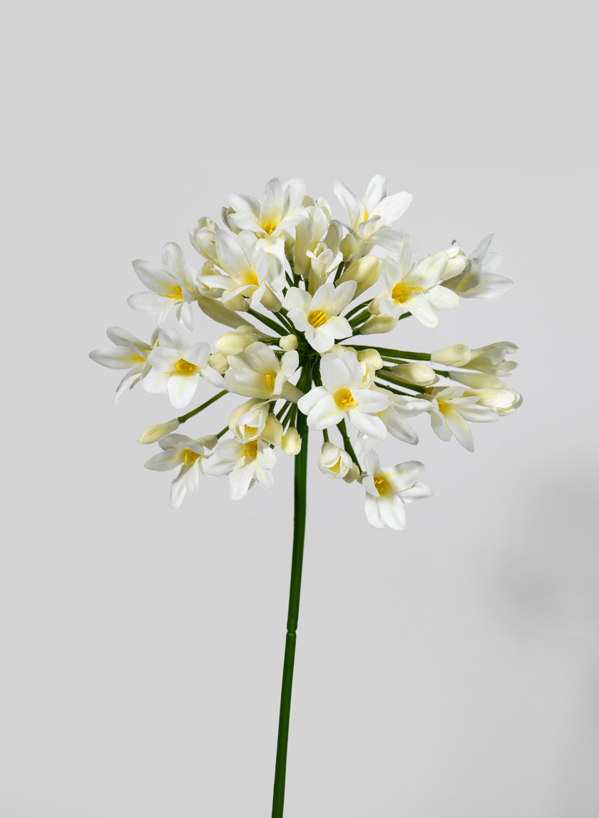 29 ½in Agapanthus Spray