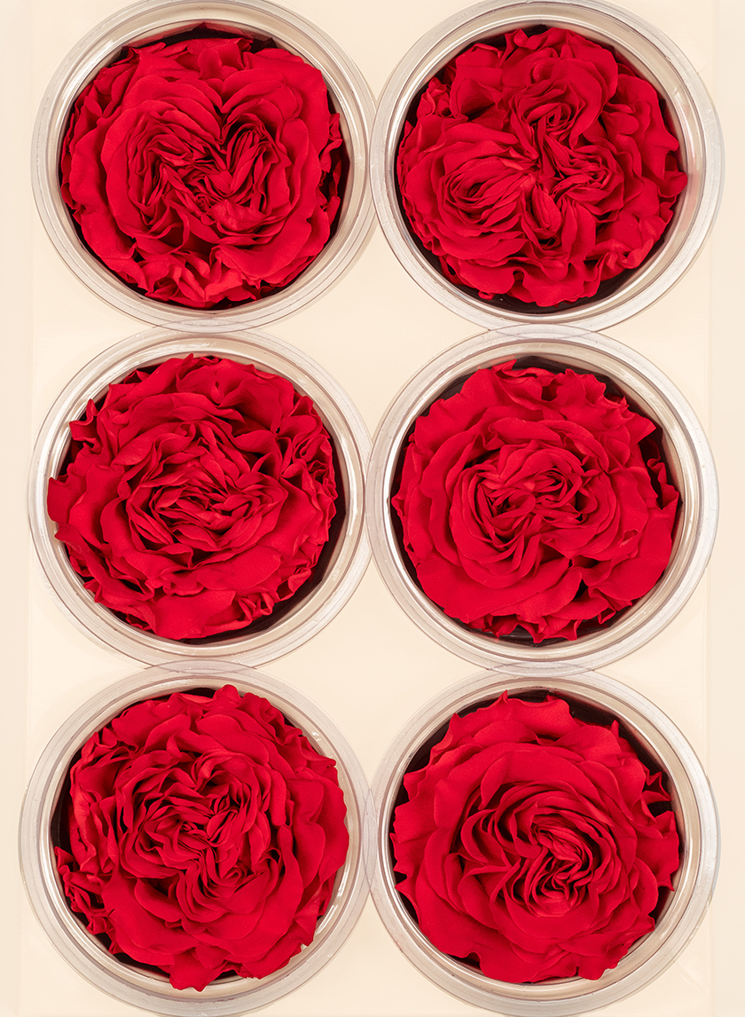 Preserved Red Garden Rose, Set of 6