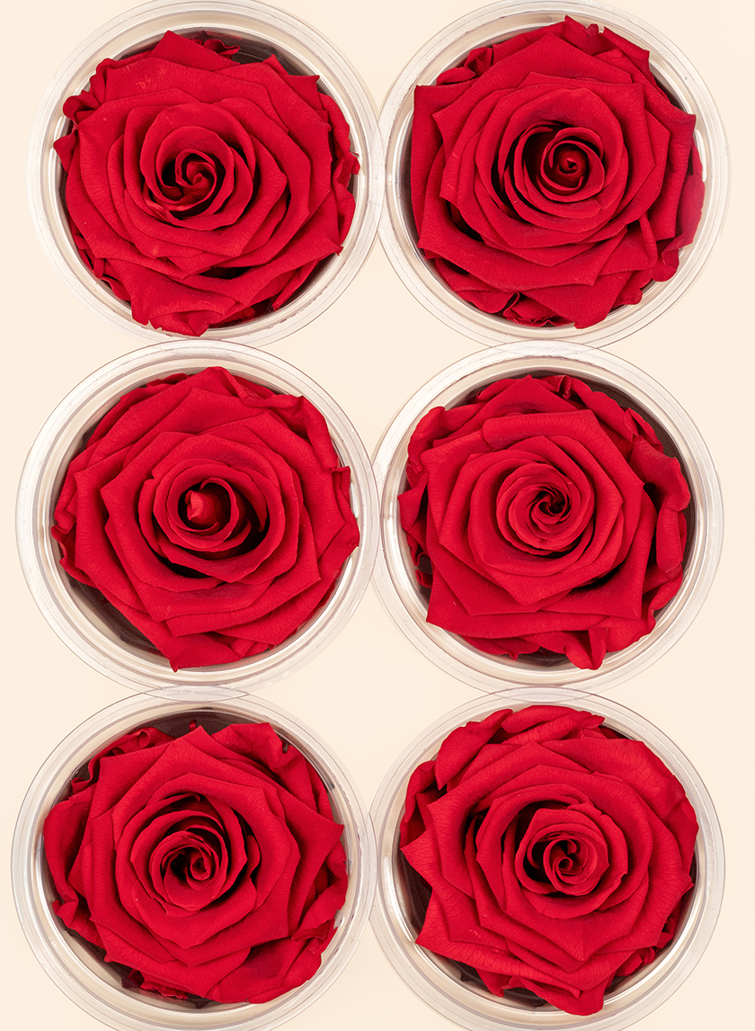 Preserved Red Rose, Set of 6