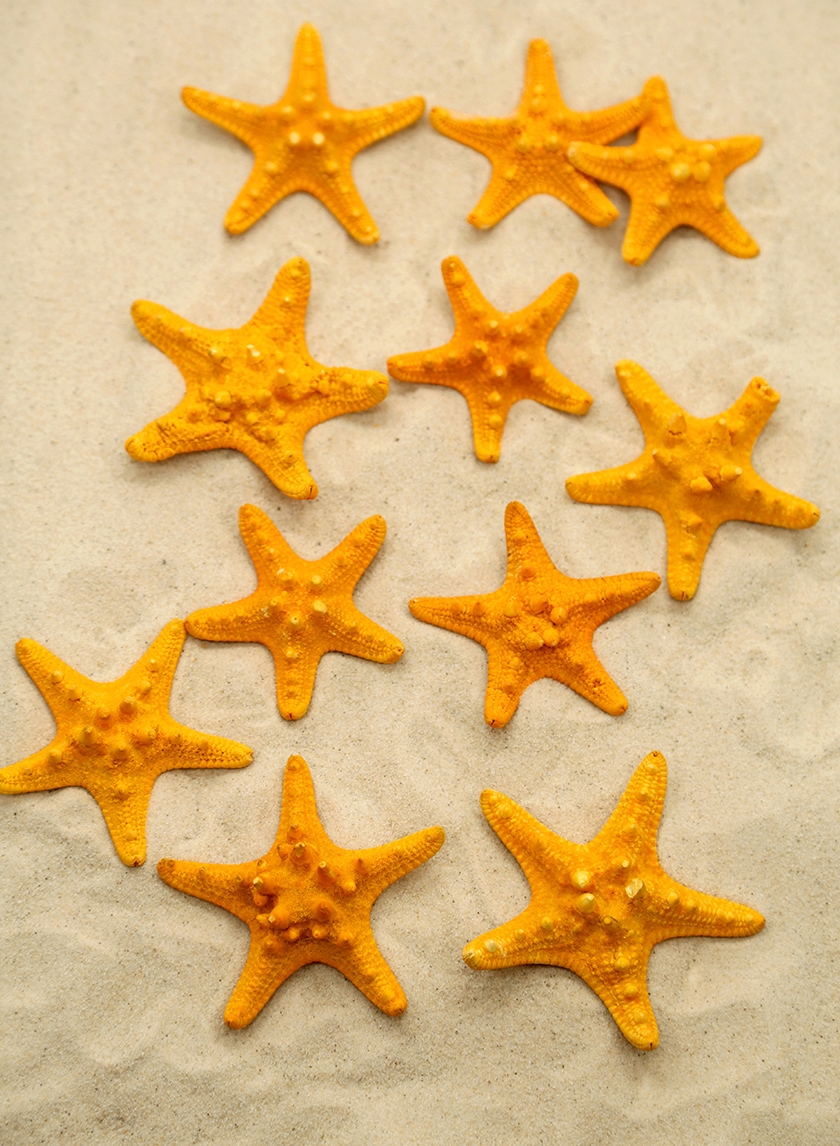 3-4IN ORANGE KNOBBY STARFISH, SET OF 12