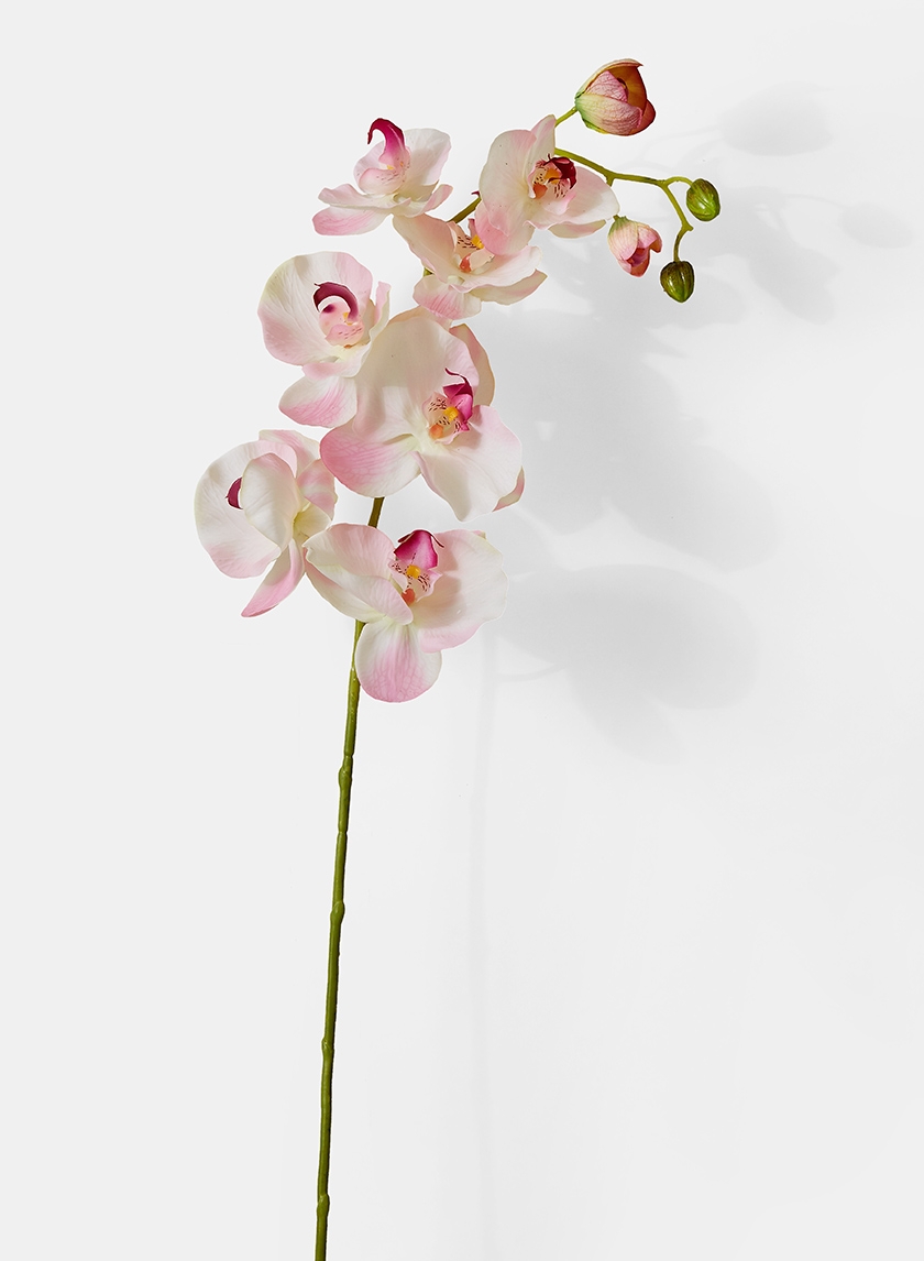 light pink phalaenopsis orchid