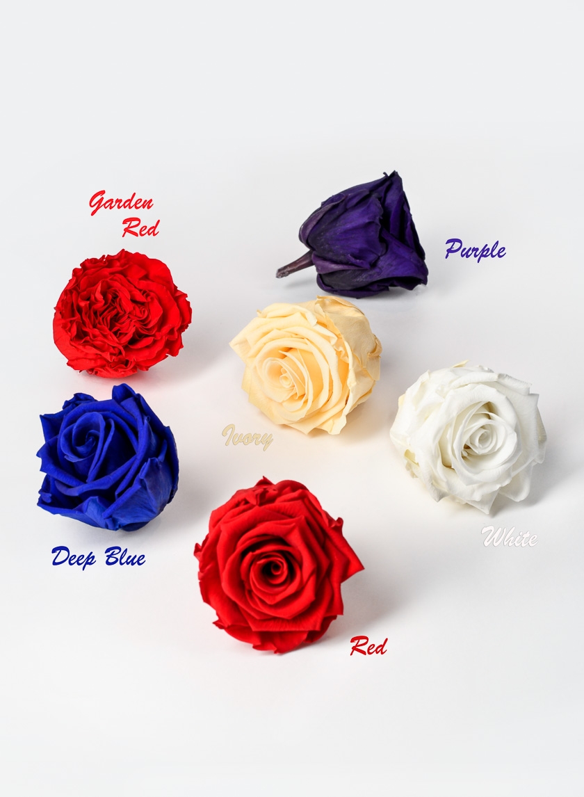 Preserved Purple Roses, Set of 6