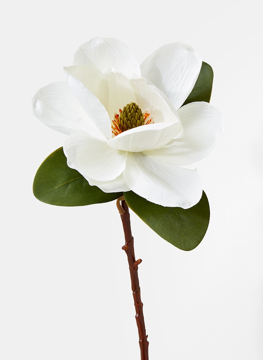 white magnolia flower