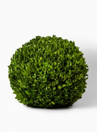 16in Preserved Boxwood Ball
