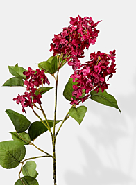 burgundy lilac flowering stem