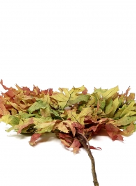 Transparent Harvestone Oak Leaves