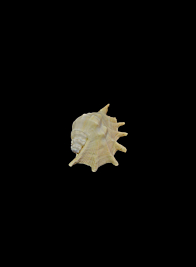 Giant Spider Conch