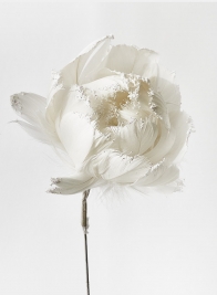 white feather christmas peony flower