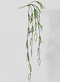 45in Pencil Cactus Vine