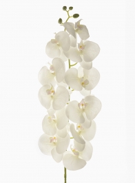 Frost Glitter White Phalaenopsis Orchid, 55in