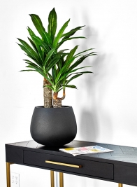fake Dracaena potted plant for office hotel lobby decor