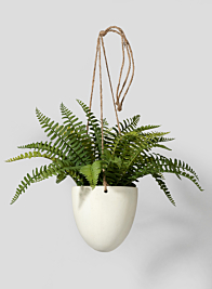 Small Boston fern In Hanging Pot