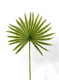 19in Mini Fan Palm Leaf