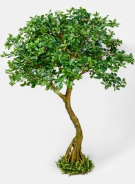 75in Schefflera Umbrella Tree Plant