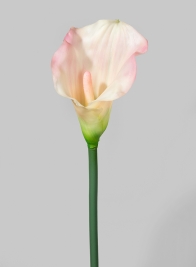29in Pale Pink Calla Lily