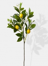 30in Lemon Tree Branch