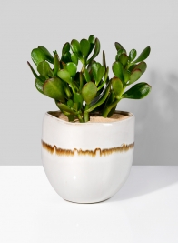 5 ¾in Dia Mocha Stripe Dublin Ceramic Vase