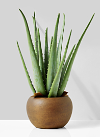 Aloe In Brown Pot