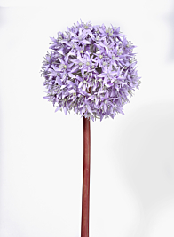 35in Light Purple Allium