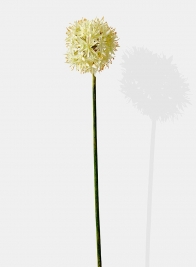 29in White Allium