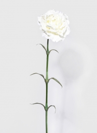 24in White Carnation